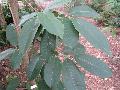 Banana Shrub / Michelia foveolata 